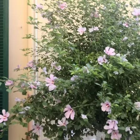Green Home Pisa